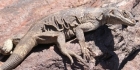 Gros lézard pas beau de Death Valley NP
